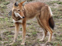 Loup d&#039;Abyssinie